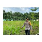 Pastikan Program Ketahanan Pangan Berjalan Dengan Baik, Kapolres Cek Perkembangan Kebun Jagung Polres Tapteng Black Retro Emblem Tree & Root Logo_20250410_125213_0000