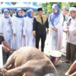 Pemko Sibolga Sembelih 16 ekor kerbau 1 kambing, idul Adha 1446H/2025 Di lapangan simare mare kota Sibolga IMG-20250606-WA0454